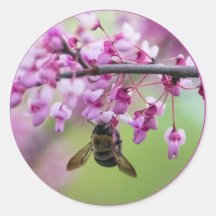 Hummel auf Redbud-Blüten