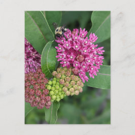 Hummel auf Rose Milkweed Postkarte