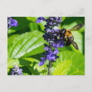 Hummel auf Salvia Danke Postkarte
