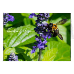 Hummel auf Salvia Denken Sie an Ihre Karte
