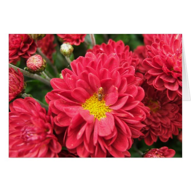 Hummel-Bienen-und rosa Blumen-leere Karte (Vorderseite (Horizontal))