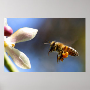 Hummel-Bienenblütenstaubplakat Poster