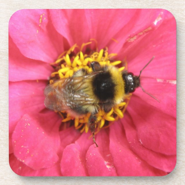 Hummel-Cork-Untersetzer Getränkeuntersetzer (Vorderseite)