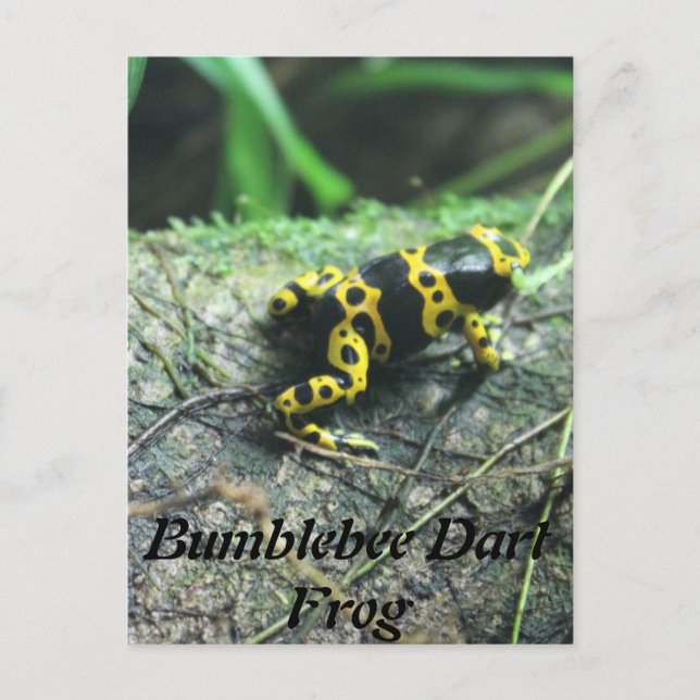 Hummel Dart Frog # 2 Postkarte (Vorderseite)