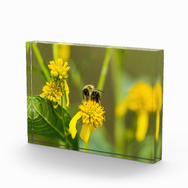 Hummel Fotoblock (Rechts)