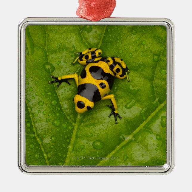 Hummel-Gift-Pfeil-Frosch Silbernes Ornament (Vorne)