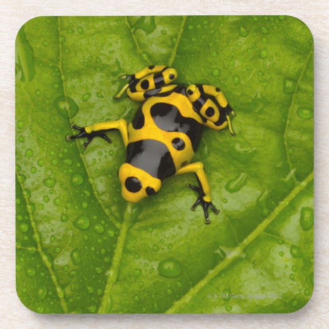 Hummel-Gift-Pfeil-Frosch Untersetzer (Vorderseite)