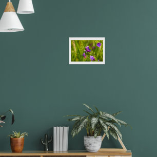Hummel in Blüte - Natur- und Insektenfotografie Poster