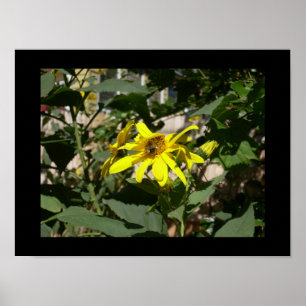 Hummel in einer Sonnenblume Poster