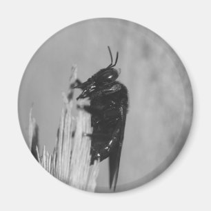 Hummel Magnet