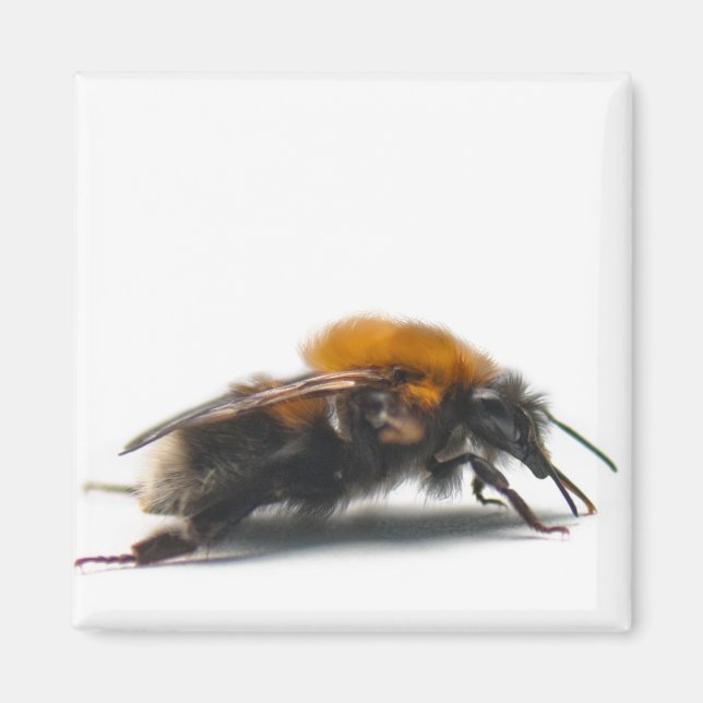 Hummel Magnet (Vorne)