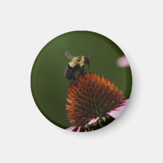 Hummel Magnet