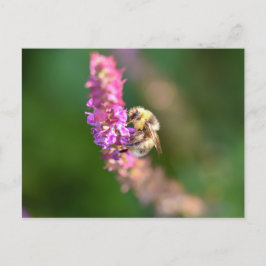 Hummel Postkarte