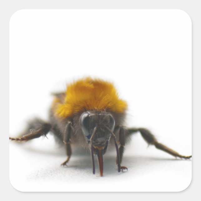 Hummel Quadratischer Aufkleber (Vorderseite)