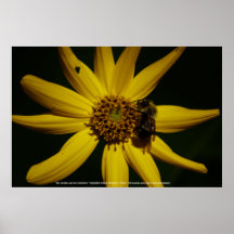 Hummel und Sonnenblumen
