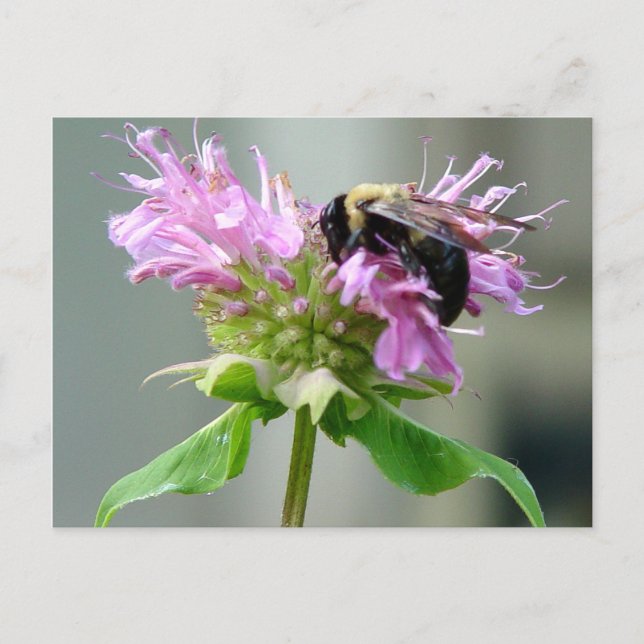Hummelbiene auf Bienenstock Blume Postkarte 2 (Vorderseite)