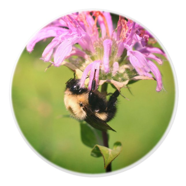 Hummelbiene auf Bienenstöcke Blume Nah Keramikknauf (Vorderseite)