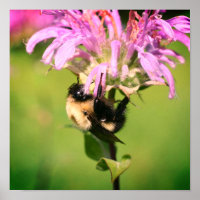 Hummelbiene auf Bienenstöcke Blume Nah