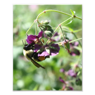 Hummelbiene auf Blume 8x10 Fotodruck