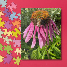 Hummelbiene auf Blume Foto, Niedliche Spezialität