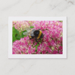 Hummelbiene auf dem Sedum (besetzt) Visitenkarte