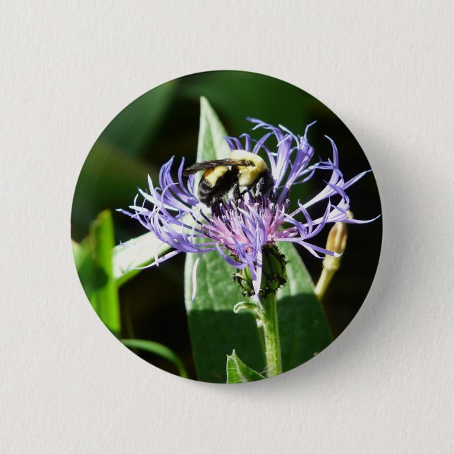 Hummelbiene, auf einem Junggeselleknopf Button (Vorderseite)