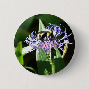 Hummelbiene, auf einem Junggeselleknopf Button