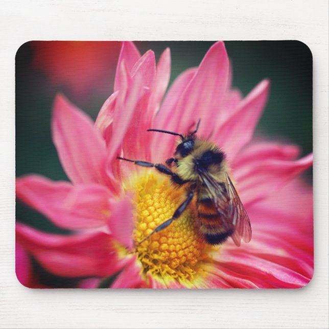 Hummelbiene auf rosa Daisy-Blume Mousepad (Vorne)