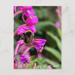 Hummelbiene Feuerweed - Postkarte