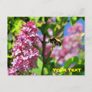 Hummelbiene schwebt über Lilacs Postkarte