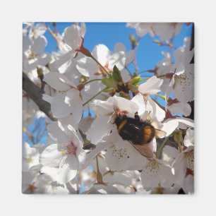 Hummeln auf der Blüte der Wildkirsche Magnet
