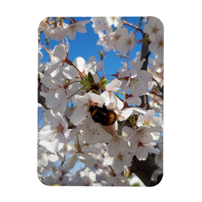 Hummeln auf der Blüte der Wildkirsche Magnet (Vertikal)