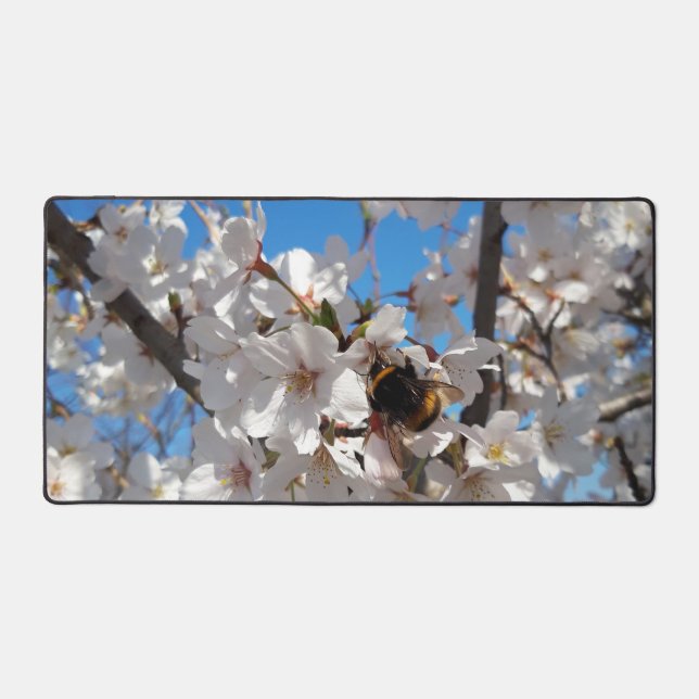 Hummeln auf der Blüte der Wildkirsche Schreibtischunterlage (Vorderseite)