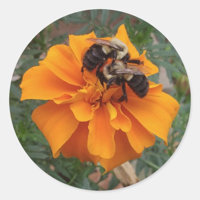 Hummeln auf der Marigold-Blume Runder Aufkleber (Vorderseite)