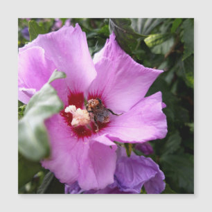 Hummeln auf Hibisken-Blume Magnetkarte