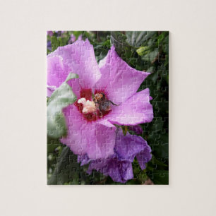 Hummeln auf Hibiskus Blume