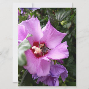 Hummeln auf Hibiskus Blume Feiertagskarte