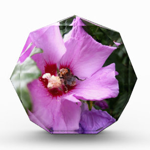 Hummeln auf Hibiskus Blume Fotoblock