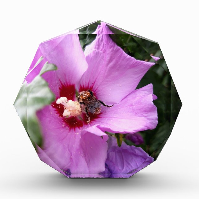 Hummeln auf Hibiskus Blume Fotoblock (Vorderseite)
