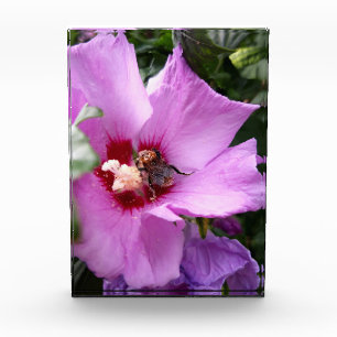 Hummeln auf Hibiskus Blume Fotoblock