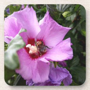Hummeln auf Hibiskus Blume Getränkeuntersetzer