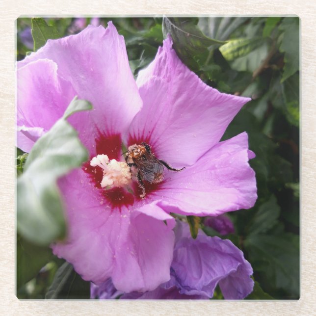 Hummeln auf Hibiskus Blume Glasuntersetzer (Vorderseite)
