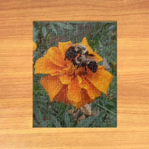 Hummeln auf Ringelblume