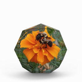 Hummeln auf Ringelblume Fotoblock