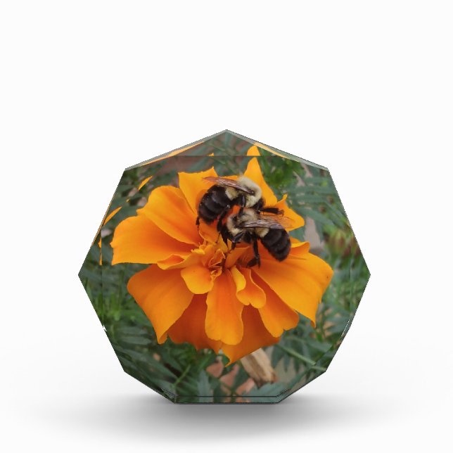Hummeln auf Ringelblume Fotoblock (Vorderseite)