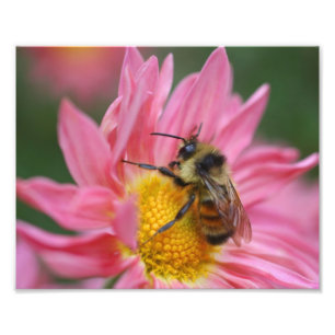 Hummeln auf rosa Daisy Blume Nah 8x10 Fotodruck