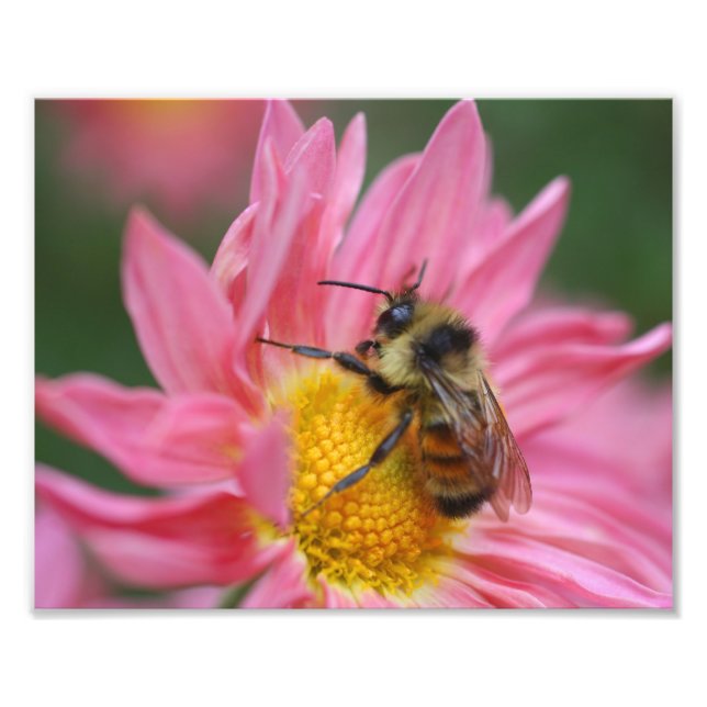 Hummeln auf rosa Daisy Blume Nah 8x10 Fotodruck (Vorne)
