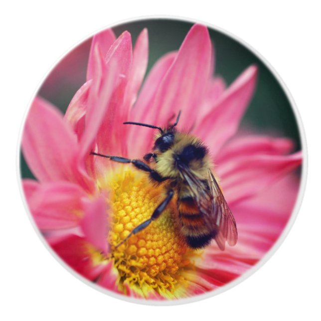 Hummeln auf rosa Daisy Blume Nah Keramikknauf (Vorderseite)