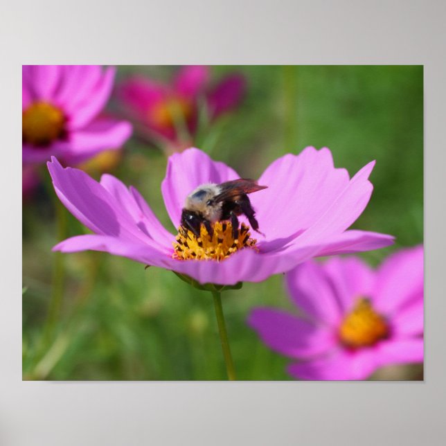 Hummeln auf rosa Kosmos-Blume Poster (Vorne)