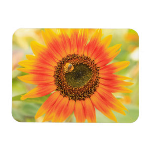 Hummeln auf Sonnenblume, Gemeindegarten Magnet